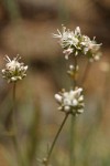 Ballhead Sandwort blossoms detail
