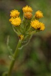 Western Groundsel blossoms detail