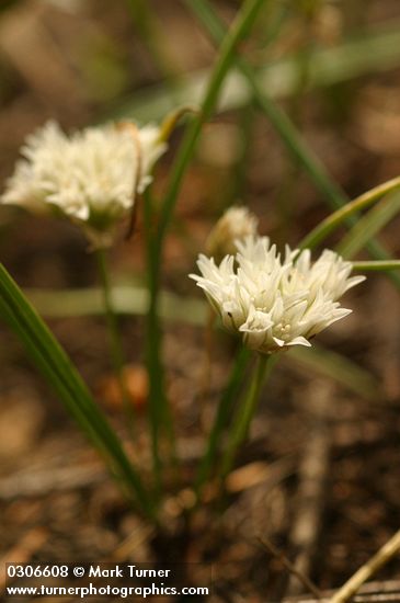 Allium fibrillum