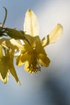 Golden Columbine blossom detail against blue sky