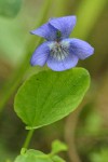 Early Blue Violet blossom & foliage detail