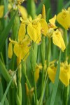 Yellow Flag Iris blossoms & foliage
