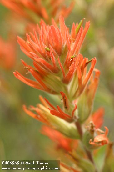 Castilleja hispida ssp. acuta