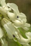 Canadian Milkvetch blossoms extreme detail