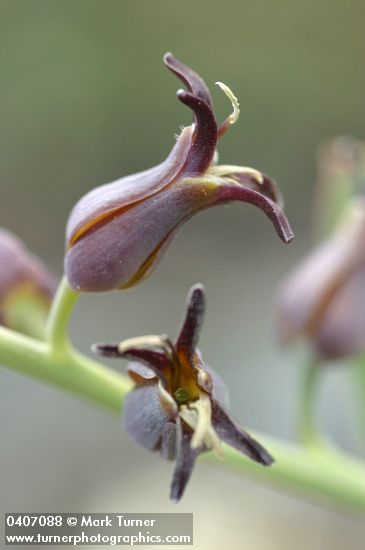 Streptanthus cordatus