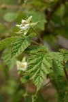 Western Red Raspberry blossoms & foliage detail