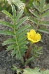 Common Silverweed blossom & foliage detail