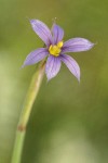 Idaho Blue-eyed Grass blossom detail