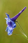 Nuttall's Larkspur blossom detail side view w/ morning dew