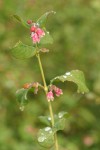 Common Snowberry blossoms & foliage detail w/ morning dew