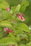 Common Snowberry blossoms & foliage detail w/ morning dew