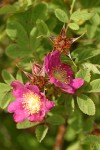 Clustered Wild Rose blossoms & foliage