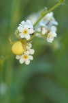 Fragrant Popcorn Flower blossoms w/ spider