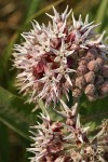 Showy Milkweed blossoms detail