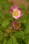 Baldhip Rose blossom & foliage