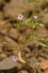 Miniature Gilia blossoms & foliage