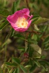 Pearhip Rose blossom & foliage