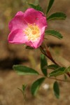Pearhip Rose blossom & foliage detail