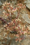 Heckner's Stonecrop blossoms & buds
