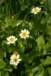 White Marsh-marigolds
