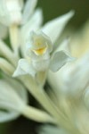 Phantom Orchid blossom extreme detail