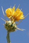 Yellow Star Thistle blossom against blue sky
