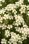 Nuttall's Linanthus blossoms & foliage