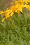 Stemless Goldenweed blossoms & foliage detail