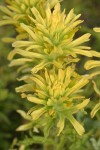 Wavyleaf Indian Paintbrush (yellow form) bracts & blossoms detail