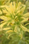 Wavyleaf Indian Paintbrush (yellow form) bracts & blossoms detail