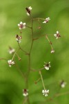 Brook Saxifrage blossoms detail