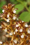 Spotted Coralroot (yellow form) blossoms detail