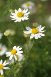 Stinking Mayweed blossoms detail