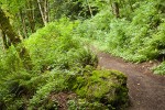 Squires Lake trail w/ moss-covered boulder, Sword Ferns, Alders, Vine Maples, Salmonberries