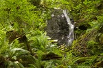 Waterfall on Squires L outlet stream w/ Sword Ferns & Red Huckleberries, summer