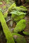 Moss-covered logs, rocks & Lady Ferns by small stream