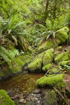 Moss-covered rocks & Sword Ferns by small stream