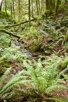 Sword Ferns cover ravine w/ small stream