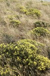 Round-headed Desert Buckwheat among grasses