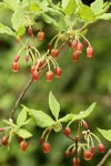 Fool's Huckleberry blossoms & foliage