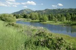 Methow Valley wet meadow w/ Roses fgnd