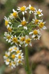 Western Groundsel blossoms