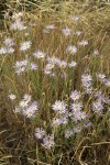 Foothill Daisies among grasses