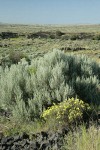 Round-headed Desert Buckwheat, Threetip Sagebrush at edge of dry watercourse