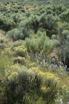 Round-headed Desert Buckwheat, Threetip Sagebrush at edge of dry watercourse
