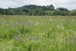 Kinkaid's Sulphur Lupines in meadow among grasses and Ox-eye Daisies
