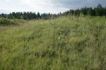 Oregon Sunshine among grasses on mounded prairie