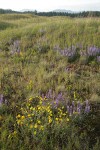 Prairie Lupines & Oregon Sunshine on mounded prairie