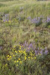 Prairie Lupines & Oregon Sunshine on mounded prairie