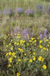 Oregon Sunshine & Prairie Lupines